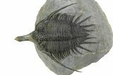 Spiny Psychopyge Trilobite - Short Snout Variant #350475-3
